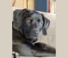 Bode, a Labrador Retriever and Coonhound mix tested with EmbarkVet.com