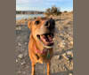 Sasha, a Russell-type Terrier and Labrador Retriever mix tested with EmbarkVet.com