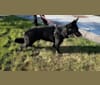 Koby Barron Schacht, a German Shepherd Dog tested with EmbarkVet.com