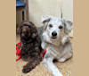 Jonesy, a German Shepherd Dog and Rottweiler mix tested with EmbarkVet.com