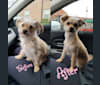 Ellie Mae Fisher, a Chihuahua and Bichon Frise mix tested with EmbarkVet.com