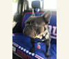 Blu, a French Bulldog tested with EmbarkVet.com