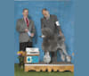 Rickie Lee, a Poodle (Standard) tested with EmbarkVet.com