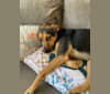 Paris Amelia Waters, a Chihuahua and Labrador Retriever mix tested with EmbarkVet.com