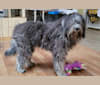 Kitti, a Bergamasco Sheepdog tested with EmbarkVet.com