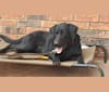 Judge, a Labrador Retriever tested with EmbarkVet.com