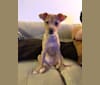 Photo of Biscotti, a Chihuahua, Yorkshire Terrier, Poodle (Small), Miniature Schnauzer, Silky Terrier, and Mixed mix in New York, New York, USA