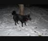 Kaiya, a Siberian Husky and American Eskimo Dog mix tested with EmbarkVet.com