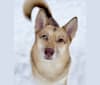 Eevee, a German Shepherd Dog and Siberian Husky mix tested with EmbarkVet.com