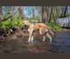 Marley, a German Shepherd Dog and Australian Shepherd mix tested with EmbarkVet.com