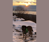 Rufus, a Rottweiler and Beagle mix tested with EmbarkVet.com