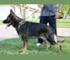 Lux, a German Shepherd Dog tested with EmbarkVet.com