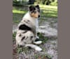 Kuma, a Collie tested with EmbarkVet.com