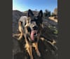 Nova, a German Shepherd Dog tested with EmbarkVet.com