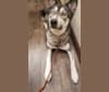 Zel, a Siberian Husky and German Shepherd Dog mix tested with EmbarkVet.com