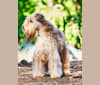 Brody, a Soft Coated Wheaten Terrier tested with EmbarkVet.com