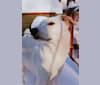 Atlas, an Australian Cattle Dog and Siberian Husky mix tested with EmbarkVet.com