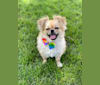 Mea, a Chinese Village Dog and Pekingese mix tested with EmbarkVet.com