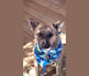 Jackson David Mackey "The Dingo", an Australian Cattle Dog and American Pit Bull Terrier mix tested with EmbarkVet.com
