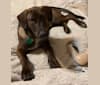 Rasta, an Australian Cattle Dog and German Shepherd Dog mix tested with EmbarkVet.com