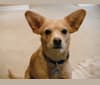 Jesse, a Chihuahua and Dachshund mix tested with EmbarkVet.com