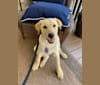 Walton, a Labrador Retriever and Beagle mix tested with EmbarkVet.com