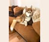 Photo of Bruce Willis, a Siberian Husky (6.7% unresolved) in Foster City, California, USA