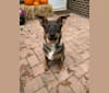 Cashew, a German Shepherd Dog and Chihuahua mix tested with EmbarkVet.com
