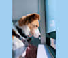 Nico, a Siberian Husky and American Foxhound mix tested with EmbarkVet.com