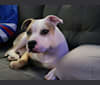 Photo of Caribou Lou (Lou), an American Pit Bull Terrier and American Staffordshire Terrier mix in South Carolina, USA