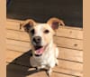 Ruthie (RJ), a Labrador Retriever and Russell-type Terrier mix tested with EmbarkVet.com