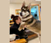 Photo of Mattis, a German Shepherd Dog and Alaskan Malamute mix in Boulder, CO, USA