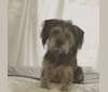Cooper, a Lhasa Apso and Dachshund mix tested with EmbarkVet.com