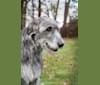 Gaia, an Irish Wolfhound tested with EmbarkVet.com
