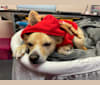 Taco, a Chihuahua and Dachshund mix tested with EmbarkVet.com