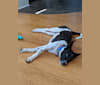 Oso, a Formosan Mountain Dog tested with EmbarkVet.com
