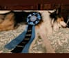 Sadie, a Shetland Sheepdog tested with EmbarkVet.com