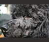 Neo, a Poodle (Small) (6.8% unresolved) tested with EmbarkVet.com