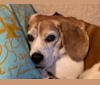 Marley, a Beagle tested with EmbarkVet.com
