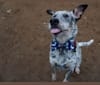 Banjo, an Australian Cattle Dog and Chow Chow mix tested with EmbarkVet.com