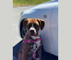 Shyla, an American Bulldog and Staffordshire Terrier mix tested with EmbarkVet.com