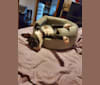 Photo of Julian Montana McCormack, a Boston Terrier  in 9641 State Hwy 39, Aurora, MO, USA