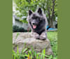 Duchess Lilly Puff Brown, a Keeshond tested with EmbarkVet.com