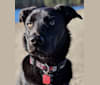 Kylo, a Labrador Retriever and Chow Chow mix tested with EmbarkVet.com