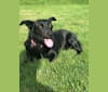 Bella, a German Shepherd Dog and Australian Cattle Dog mix tested with EmbarkVet.com