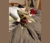 Kimber Kay, a Yorkshire Terrier tested with EmbarkVet.com