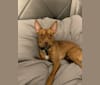 Gio, a Chihuahua and Pomeranian mix tested with EmbarkVet.com