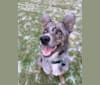 Tex, a Border Collie and Australian Cattle Dog mix tested with EmbarkVet.com