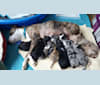 Hana, a Staffordshire Terrier and Australian Shepherd mix tested with EmbarkVet.com
