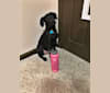 Gunner, a Rottweiler and Labrador Retriever mix tested with EmbarkVet.com